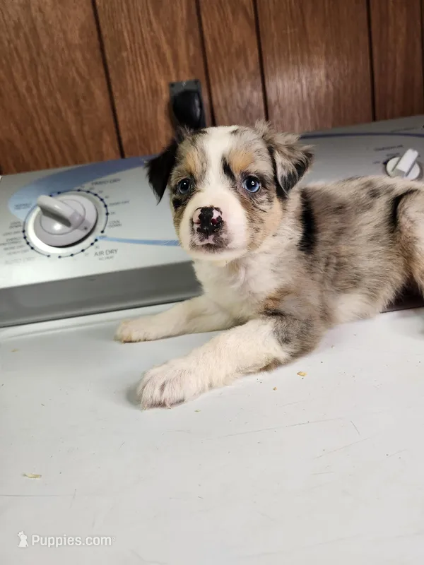 Billie – Australian Shepherd puppy for sale in Skiatook, OK