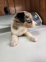 Billie, a female Australian Shepherd for sale in Skiatook, OK – Photo 8 of 8