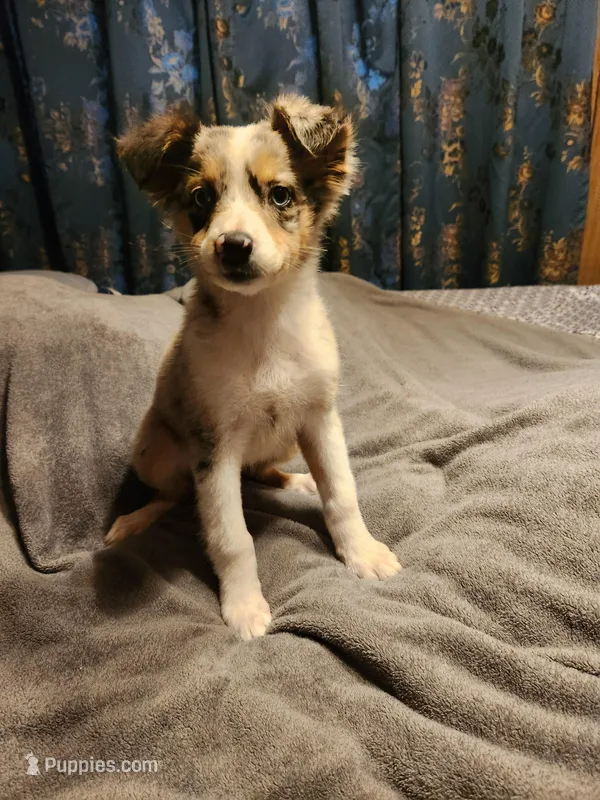 Billie – Australian Shepherd puppy for sale in Skiatook, OK