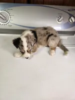 Billie, a female Australian Shepherd for sale in Skiatook, OK – Photo 4 of 8