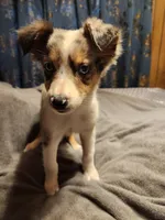 Billie, a female Australian Shepherd for sale in Skiatook, OK – Photo 4 of 9