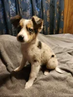 Billie, a female Australian Shepherd for sale in Skiatook, OK – Photo 7 of 9