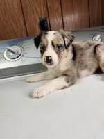 Billie, a female Australian Shepherd for sale in Skiatook, OK – Photo 5 of 8