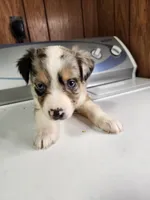 Billie, a female Australian Shepherd for sale in Skiatook, OK – Photo 7 of 8