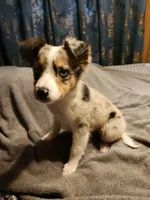 Billie, a female Australian Shepherd for sale in Skiatook, OK – Photo 8 of 9