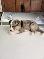 Billie, a female Australian Shepherd for sale in Skiatook, OK – Photo 6 of 8