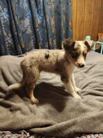 Billie, a female Australian Shepherd for sale in Skiatook, OK – Photo 5 of 9