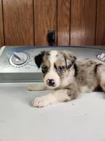 Billie, a female Australian Shepherd for sale in Skiatook, OK – Photo 3 of 8