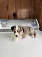 Billie, a female Australian Shepherd for sale in Skiatook, OK – Photo 2 of 8