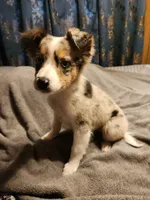 Billie, a female Australian Shepherd for sale in Skiatook, OK – Photo 3 of 9