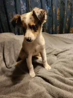 Billie, a female Australian Shepherd for sale in Skiatook, OK – Photo 9 of 9