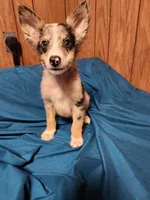 Dale, a male Australian Shepherd for sale in Skiatook, OK – Photo 7 of 10