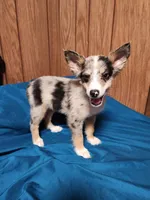 Dale, a male Australian Shepherd for sale in Skiatook, OK – Photo 2 of 10