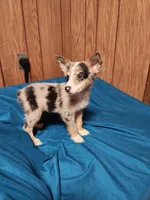 Dale, a male Australian Shepherd for sale in Skiatook, OK – Photo 5 of 10