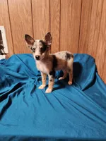 Dale, a male Australian Shepherd for sale in Skiatook, OK – Photo 3 of 10