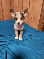 Dale, a male Australian Shepherd for sale in Skiatook, OK – Photo 4 of 10