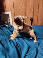 Dale, a male Australian Shepherd for sale in Skiatook, OK – Photo 8 of 10