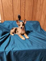 Dale, a male Australian Shepherd for sale in Skiatook, OK – Photo 1 of 10