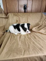 Jasmine , a female Australian Shepherd for sale in Skiatook, OK – 2 of 7