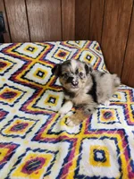 Mini, a female Australian Shepherd for sale in Skiatook, OK – 5 of 7