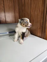 Beau, a male Australian Shepherd for sale in Skiatook, OK – Photo 3 of 3