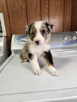 Beau, a male Australian Shepherd for sale in Skiatook, OK – Photo 1 of 3