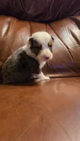 Silver, a male Australian Shepherd for sale in Skiatook, OK – 5 of 5