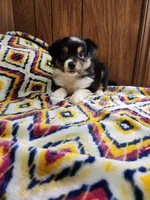 Tiger, a male Australian Shepherd for sale in Skiatook, OK – 8 of 9