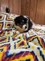 Tiger, a male Australian Shepherd for sale in Skiatook, OK – 4 of 9