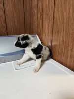 Luke, a male Australian Shepherd for sale in Skiatook, OK – Photo 2 of 2