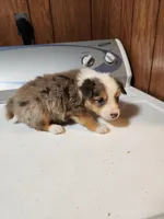 Tess, a female Australian Shepherd for sale in Skiatook, OK – Photo 7 of 8