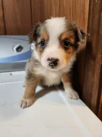 Tess, a female Australian Shepherd for sale in Skiatook, OK – Photo 5 of 8