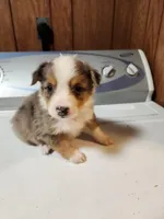 Tess, a female Australian Shepherd for sale in Skiatook, OK – Photo 8 of 8