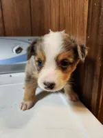Tess, a female Australian Shepherd for sale in Skiatook, OK – Photo 4 of 8