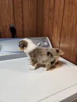 Tess, a female Australian Shepherd for sale in Skiatook, OK – Photo 3 of 8