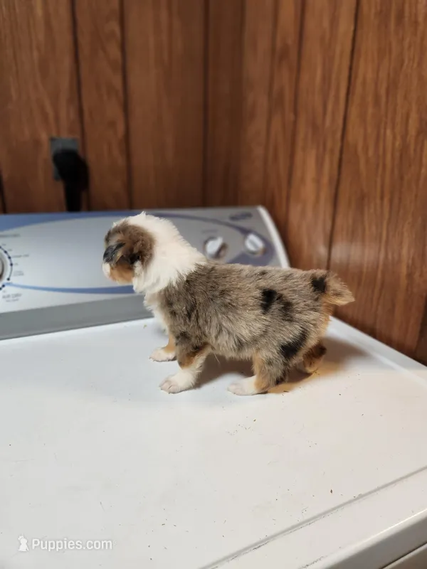 Tess – Australian Shepherd puppy for sale in Skiatook, OK