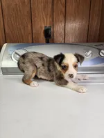 Brooke , a female Australian Shepherd for sale in Skiatook, OK – Photo 4 of 5