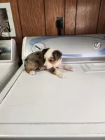 Brooke , a female Australian Shepherd for sale in Skiatook, OK – Photo 3 of 5