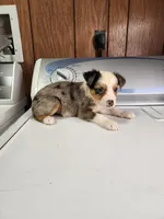 Brooke , a female Australian Shepherd for sale in Skiatook, OK – Photo 2 of 5