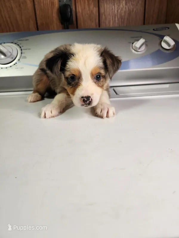 Brooke  – Australian Shepherd puppy for sale in Skiatook, OK