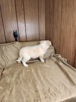  Blondy, a female Australian Shepherd for sale in Skiatook, OK – 8 of 9