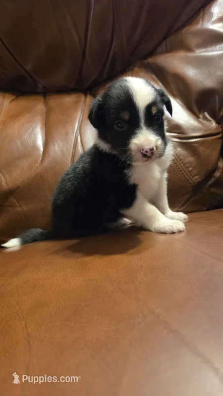 Sam – Australian Shepherd puppy for sale in Skiatook, OK
