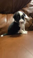 Sam, a male Australian Shepherd for sale in Skiatook, OK – 1 of 9