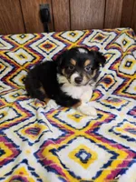 Tiger, a male Australian Shepherd for sale in Skiatook, OK – 1 of 9