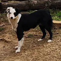 Lana, a female Australian Shepherd for sale in Skiatook, OK – Photo 2 of 2