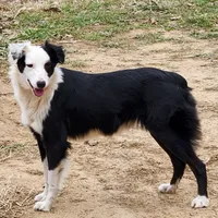Lana, a female Australian Shepherd for sale in Skiatook, OK – Photo 1 of 2