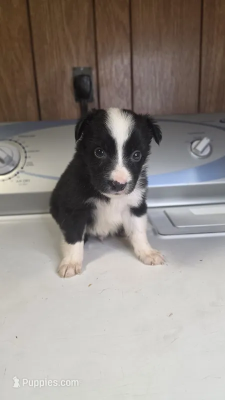 Coal – Australian Shepherd puppy for sale in Skiatook, OK