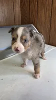 Tell, a male Australian Shepherd for sale in Skiatook, OK – 3 of 8