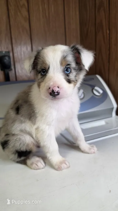 Cinch – Australian Shepherd puppy for sale in Skiatook, OK