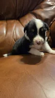 Sam, a male Australian Shepherd for sale in Skiatook, OK – 3 of 9